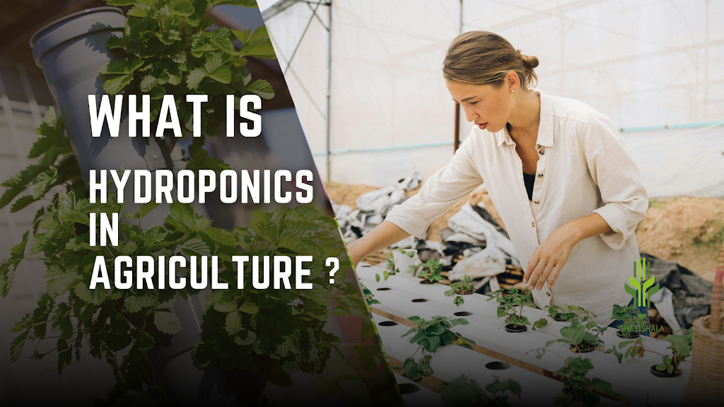 Read more about the article What is Hydroponics in agriculture?