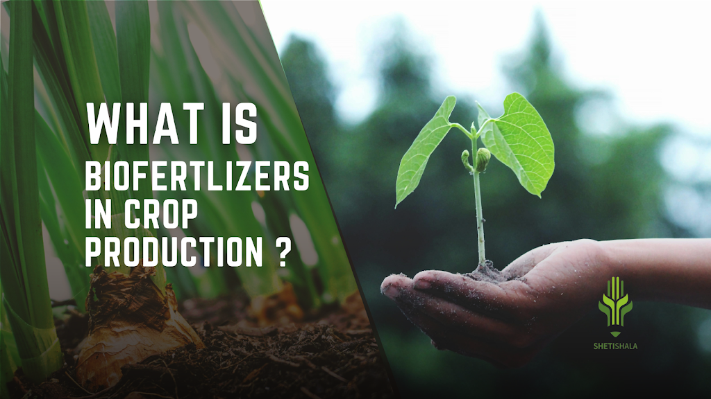 What is biofertilizers in Crop Production? by Shetishala