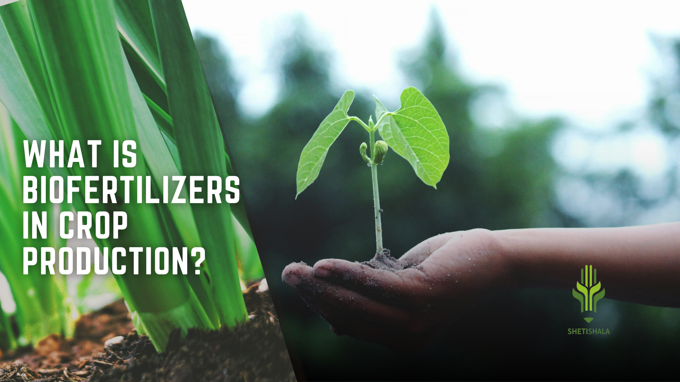 What is biofertilizers in crop production
