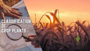 Read more about the article Classification of Crop Plants