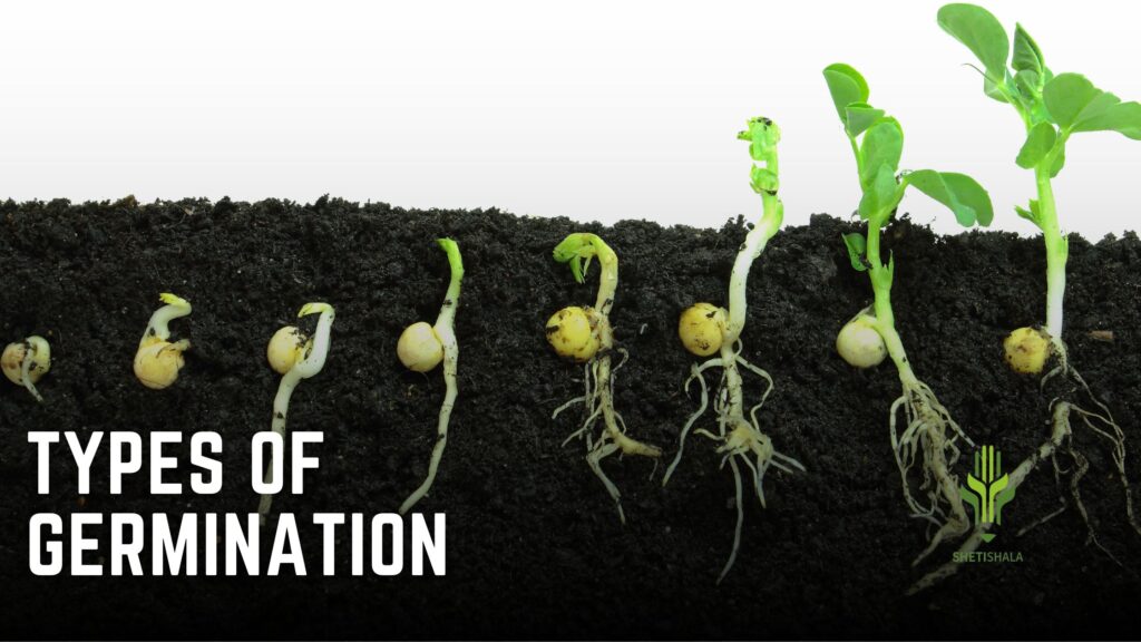 type of germination 