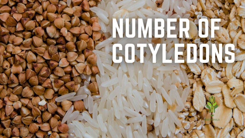 NUMBER OF COTYLEDONS