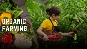 Read more about the article Organic farming in India | Advantages and Disadvantages, Concept, Scope, Government Policy