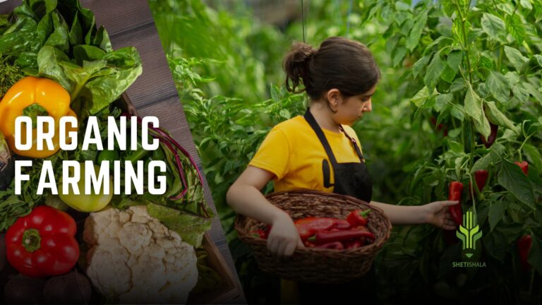 Read more about the article Organic farming in India | Advantages and Disadvantages, Concept, Scope, Government Policy