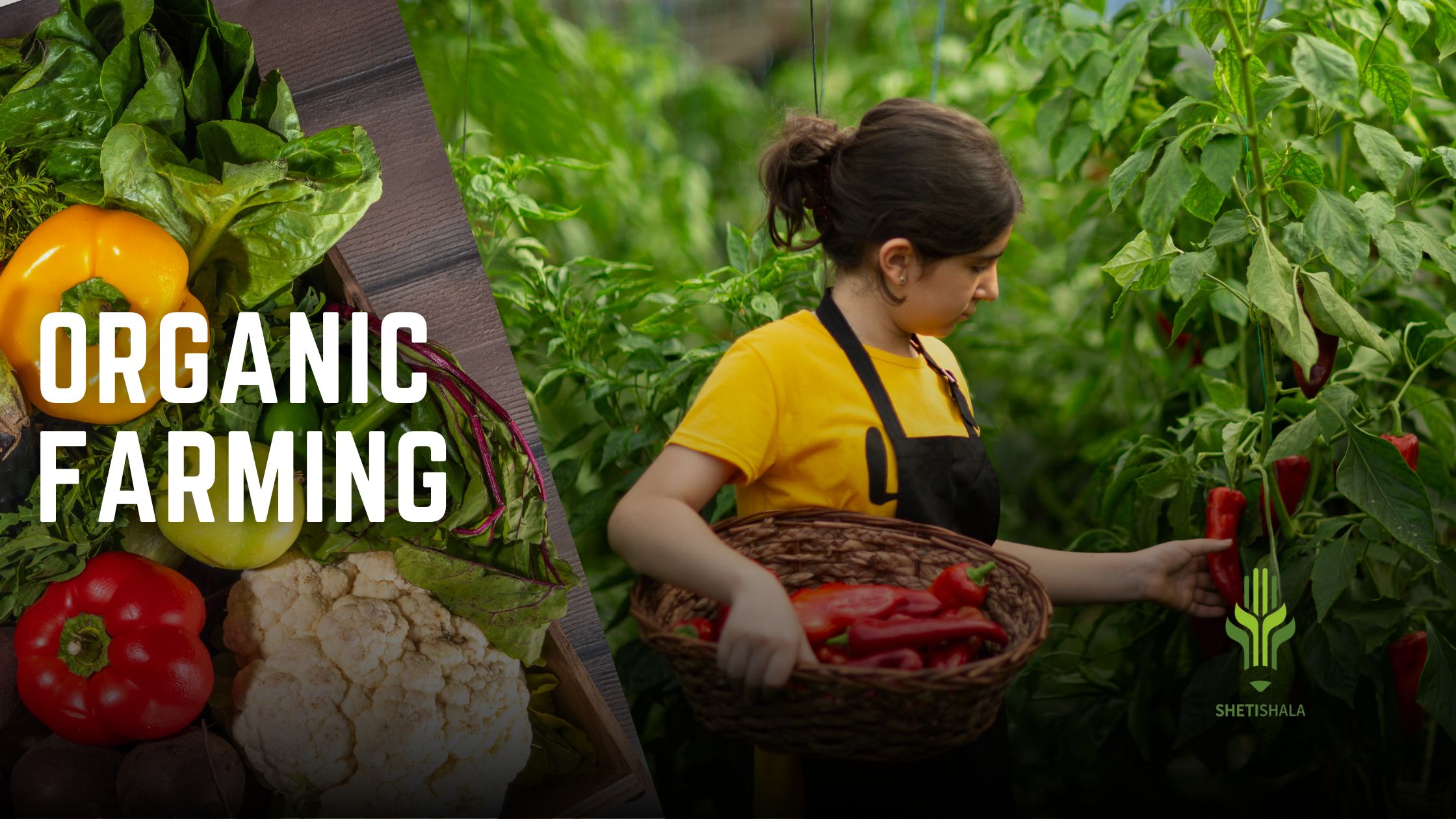 You are currently viewing Organic farming in India | Advantages and Disadvantages, Concept, Scope, Government Policy