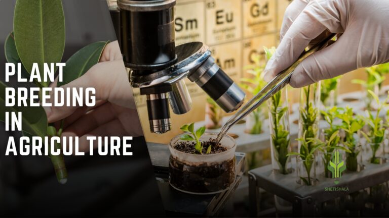 Read more about the article Plant Breeding in Agriculture