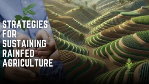 Read more about the article Best Strategies for Sustained Production in Rainfed Agriculture