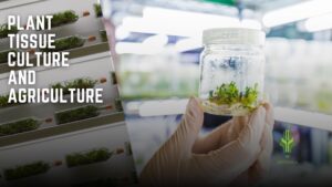Read more about the article Plant Tissue Culture and it’s application in Agriculture