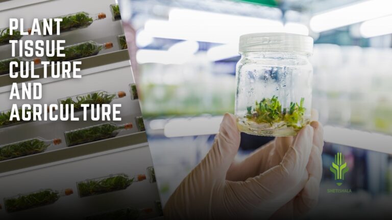 Read more about the article Plant Tissue Culture and it’s application in Agriculture