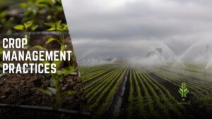 Read more about the article Crop management practices