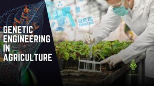 Read more about the article Genetic Engineering in Agriculture
