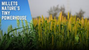 Read more about the article Millets – Nature’s Tiny Powerhouse
