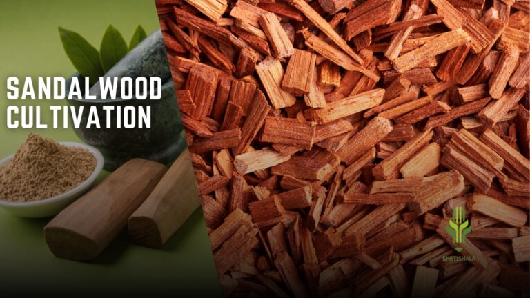 Read more about the article Sandalwood cultivation