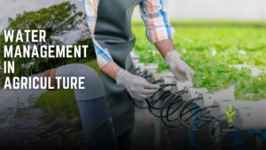 Read more about the article Water management in agriculture
