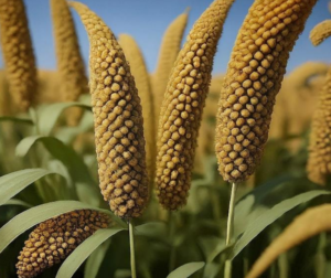 Little millet (Panicum miliare)