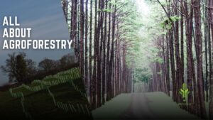 Read more about the article ALL ABOUT AGROFORESTRY
