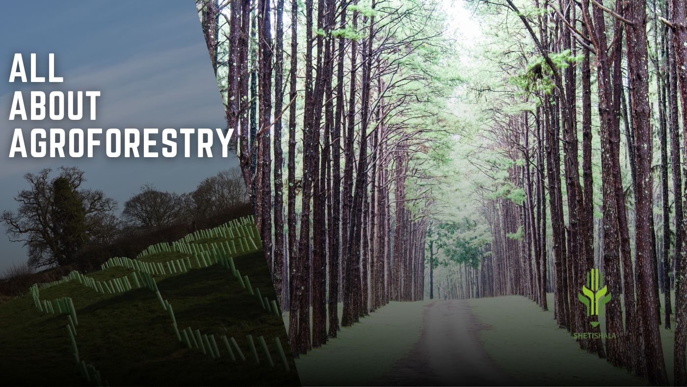 You are currently viewing ALL ABOUT AGROFORESTRY